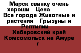 Марск свинку очень хароши › Цена ­ 2 000 - Все города Животные и растения » Грызуны и Рептилии   . Хабаровский край,Комсомольск-на-Амуре г.